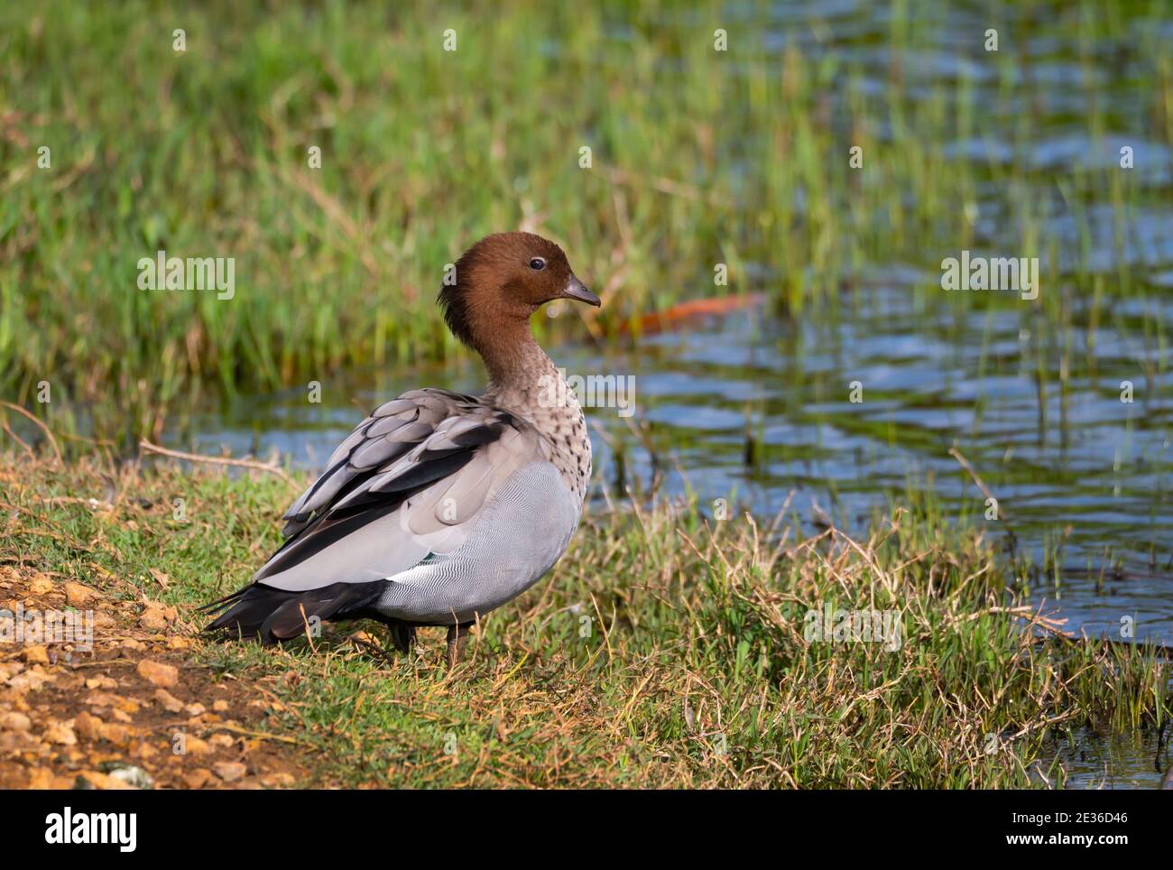 Canard à bois australien, Chenonetta jubata, mâle au bord d'un lac humide près d'Albany en Australie occidentale. Banque D'Images