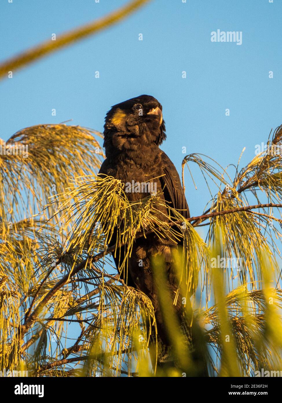 Un Cockatoo noir à queue jaune, peut-être une femme assise dans un arbre Casuarina sur un fond bleu ciel Banque D'Images