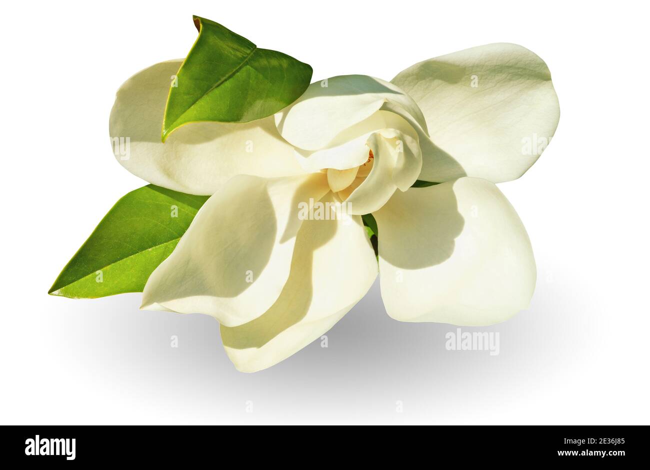 Fleur blanche unique de magnolia du Sud - magnolia grandiflora. Isolé sur fond blanc Banque D'Images