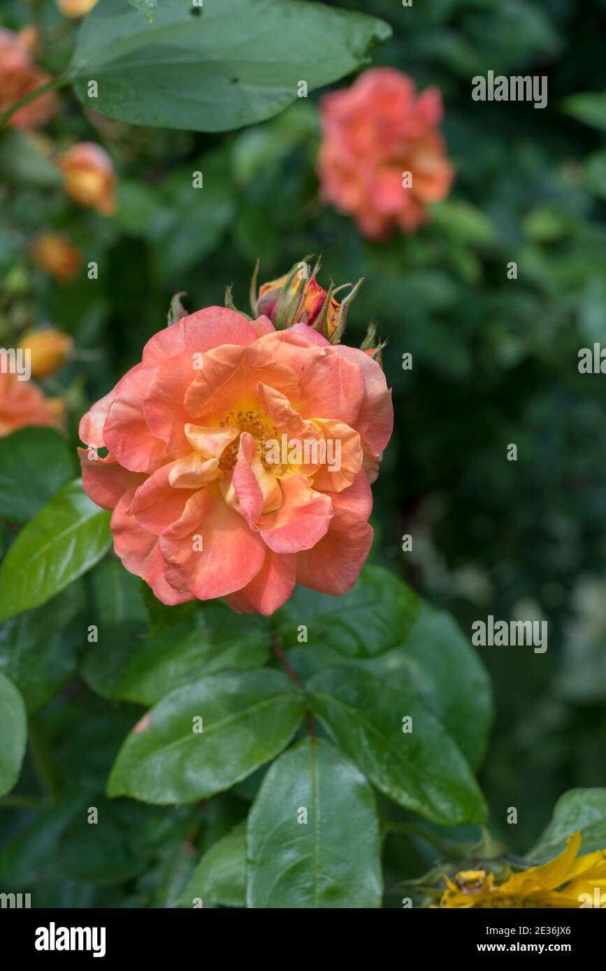 Gros plan sur les pétales roses d'un magnifique Fleur de rose anglaise en pleine fleur Banque D'Images
