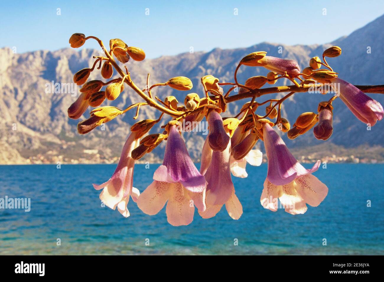 Fleurs de l'arbre de Paulownia tomentosa le jour ensoleillé du printemps. Monténégro, baie de Kotor Banque D'Images