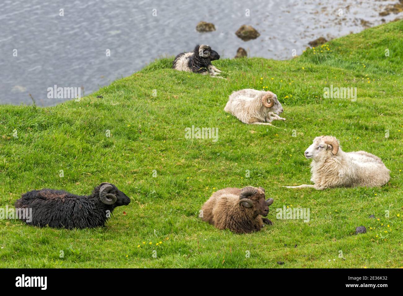 Mâle (béliers), mouton féroïen, type de mouton à queue courte d'Europe du Nord, île d'Eysturoy, îles Féroé Banque D'Images