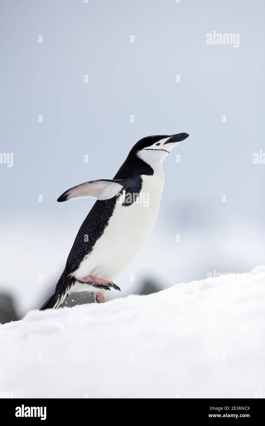 Pingouin de collier (Pygoscelis antarctique), sur l'île de la demi-lune, près de la péninsule antarctique 14 décembre 2015 Banque D'Images