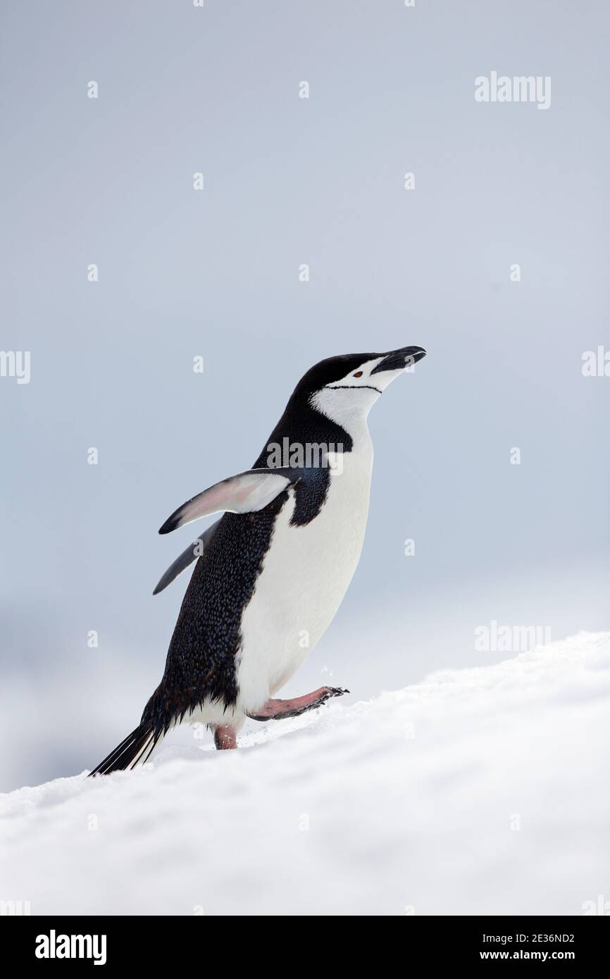 Pingouin de collier (Pygoscelis antarctique), sur l'île de la demi-lune, près de la péninsule antarctique 14 décembre 2015 Banque D'Images