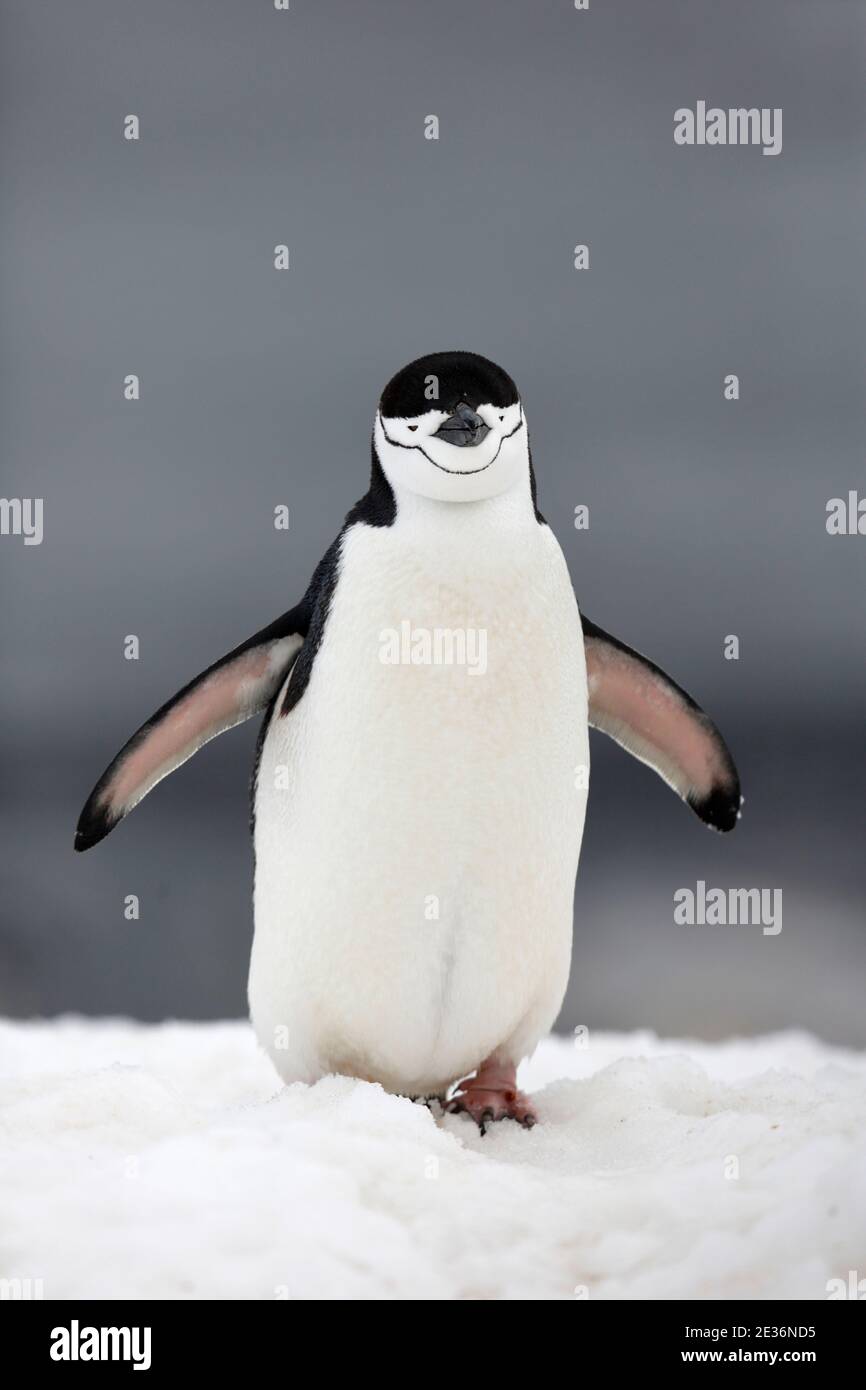 Pingouin de collier (Pygoscelis antarcticus), sur l'île de la demi-lune, près de la péninsule antarctique 14 décembre 2015 Banque D'Images