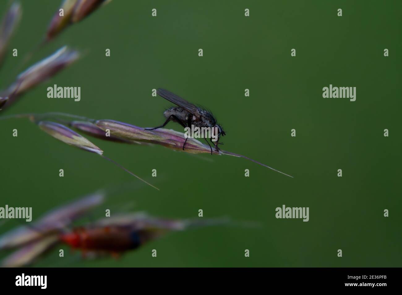 Mouche Banque D'Images