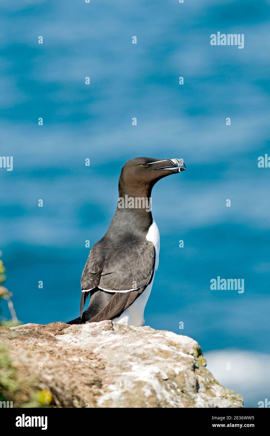 Razorbill, Alca torda, sur une falaise de l'île Skomer, Pembrokeshire, pays de Galles, 7 juillet 2013. Banque D'Images