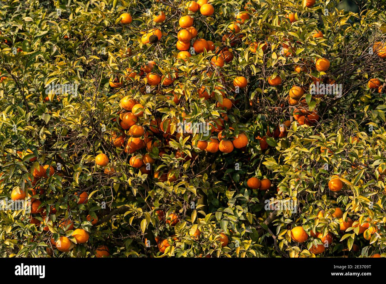 Citrus × sinensis, également connu sous le nom de Citrus sinensis, comprend les oranges douces couramment cultivées, y compris les oranges sanguines et les oranges navelles Banque D'Images