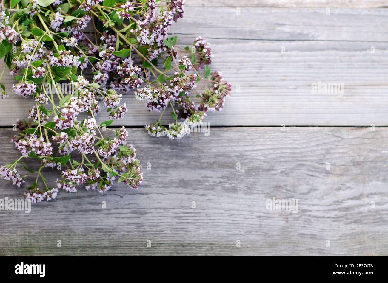 Branches d'origan aux herbes fraîches pour le thé et l'assaisonnement sur les anciennes cartes grises avec espace de copie Banque D'Images