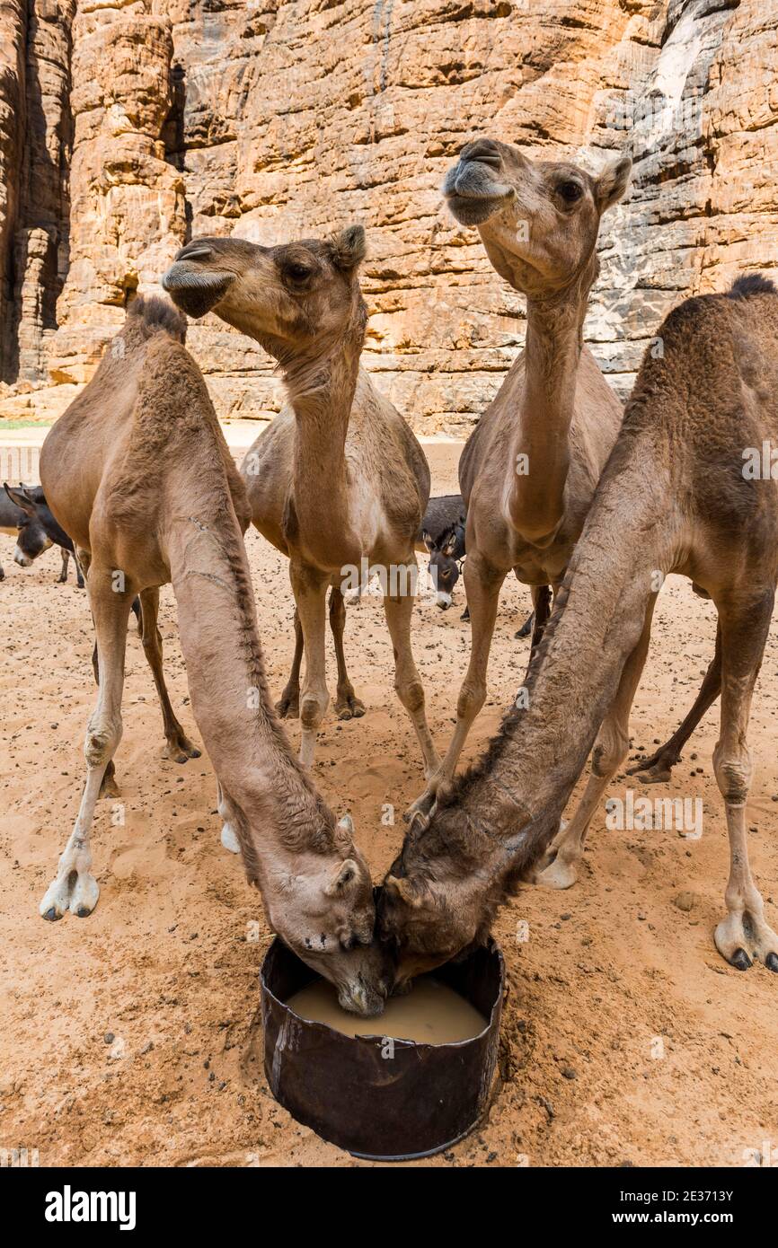 Eau potable de chameaux, Amphithéâtre Ouinimia, plateau Ennedi, Tchad Banque D'Images
