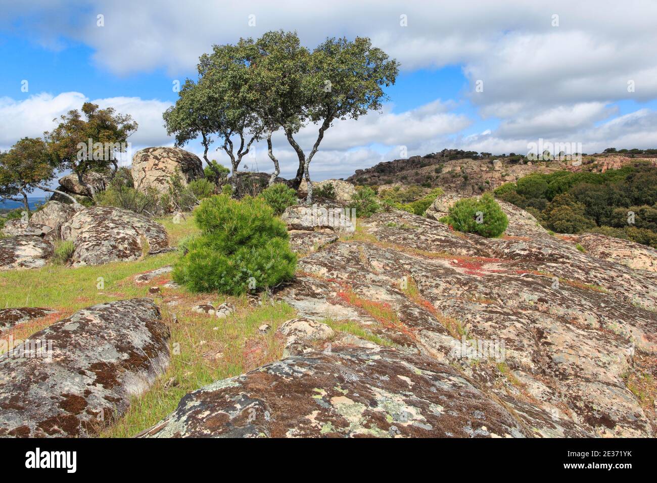 Paysage typique dans le parc national de la Sierra de Andujar, Espagne Banque D'Images