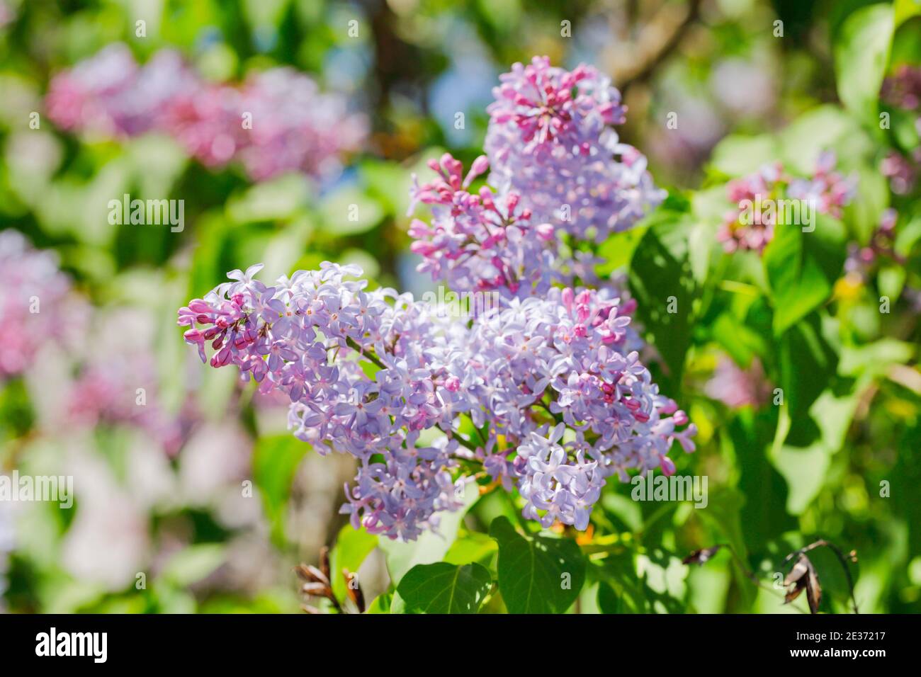 Lilas commun (Syringa vulgaris), Suisse Banque D'Images