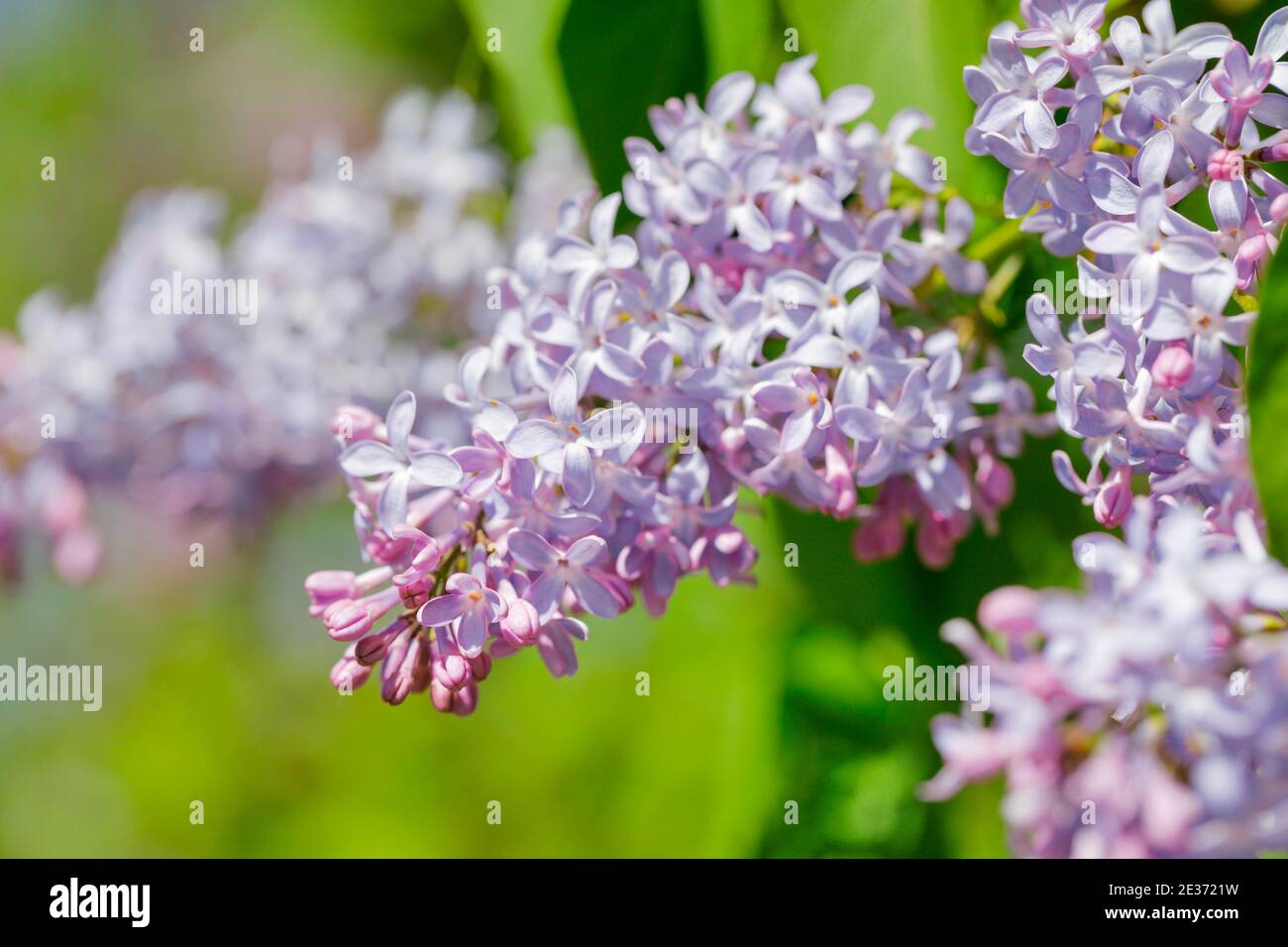Lilas commun (Syringa vulgaris), Suisse Banque D'Images