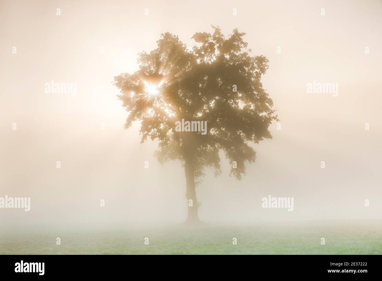 Chêne dans le brouillard, Berne, Suisse Banque D'Images