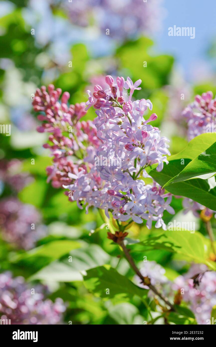 Lilas commun (Syringa vulgaris), Suisse Banque D'Images