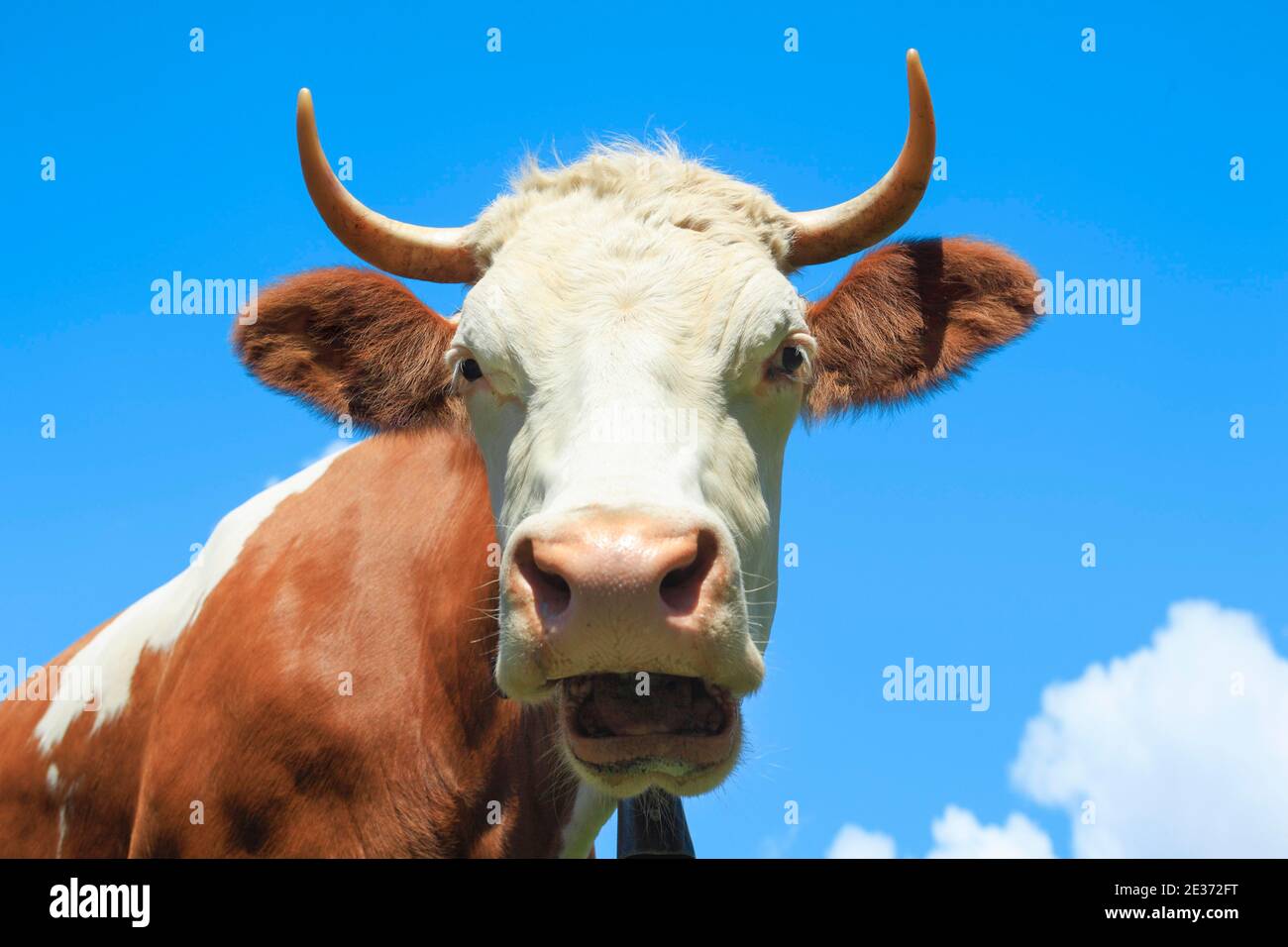 Bernois Oberland, vache, bétail Simmental Banque D'Images