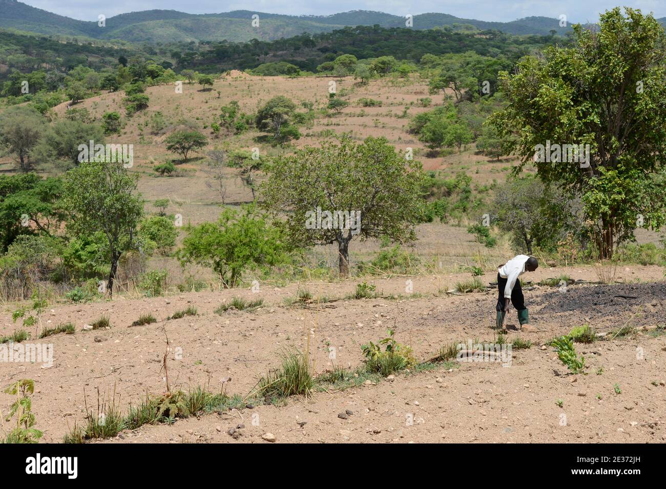 ZAMBIE, Sinazongwe, agriculture de contour, agriculture dans la région vallonnée, labourage le long des lignes de contour de colline et des rangées d'herbe pour la protection contre l'érosion / SAMBIA, Sinazongwe, Dorf Muziyo, agriculture de contour, Kontur Anbau ist die landwirtschaftliche Praxis des Pflanzens über einen Hang konentlang seiner Höhenturlinien. Die mit Bepplanzten, die Beratung und Vertrieb von Dienstleistungen in Zeiten starken Wasserablaufs verringert Banque D'Images