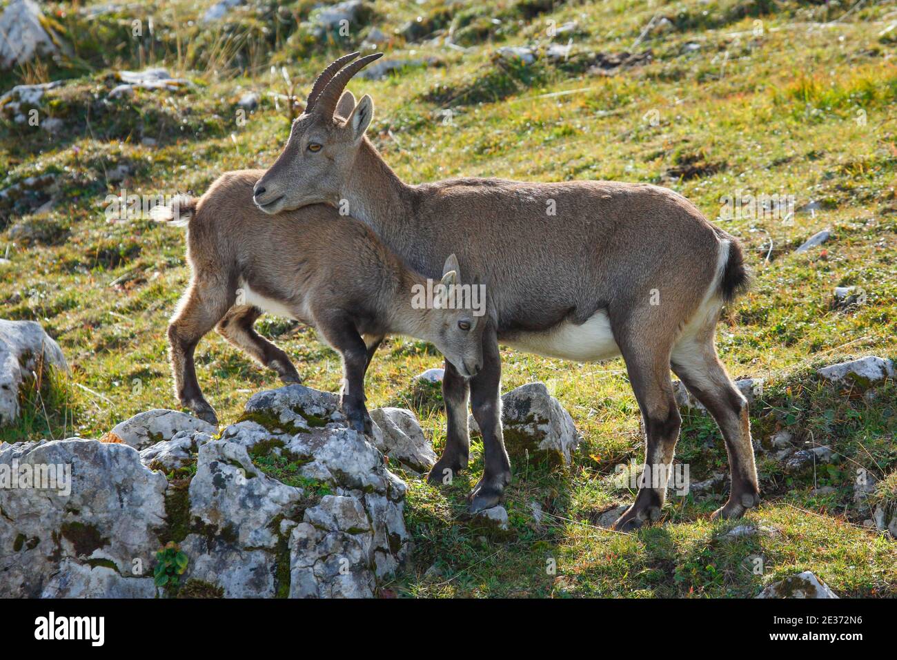 Stonecrop (Capra ibex), Ibex, Suisse Banque D'Images