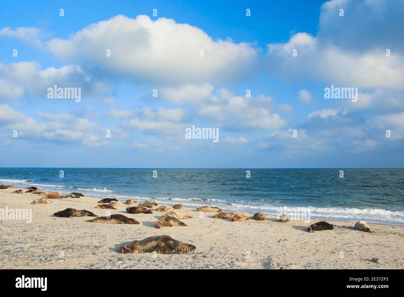 Colonie de phoques gris, Helgoland, Allemagne Banque D'Images