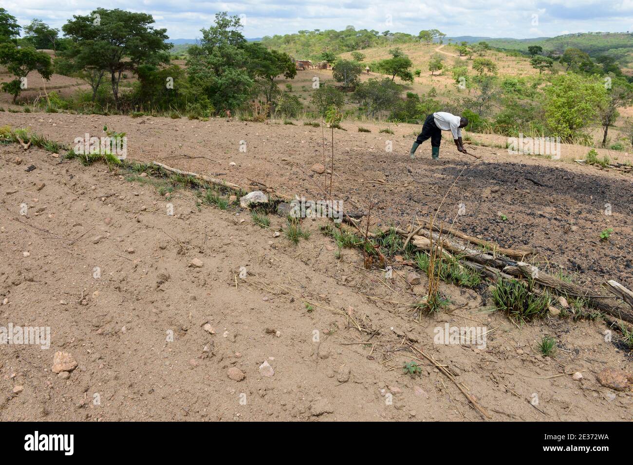 ZAMBIE, Sinazongwe, agriculture de contour, agriculture dans la région vallonnée, labourage le long des lignes de contour de colline et des rangées d'herbe pour la protection contre l'érosion / SAMBIA, Sinazongwe, Dorf Muziyo, agriculture de contour, Kontur Anbau ist die landwirtschaftliche Praxis des Pflanzens über einen Hang konentlang seiner Höhenturlinien. Die mit Bepplanzten, die Beratung und Vertrieb von Dienstleistungen in Zeiten starken Wasserablaufs verringert Banque D'Images