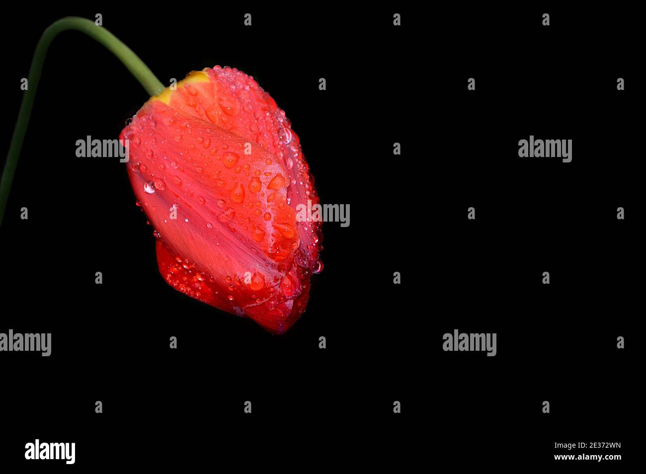 Tulipe rouge avec gouttes de pluie sur fond noir. Copier l'espace Banque D'Images
