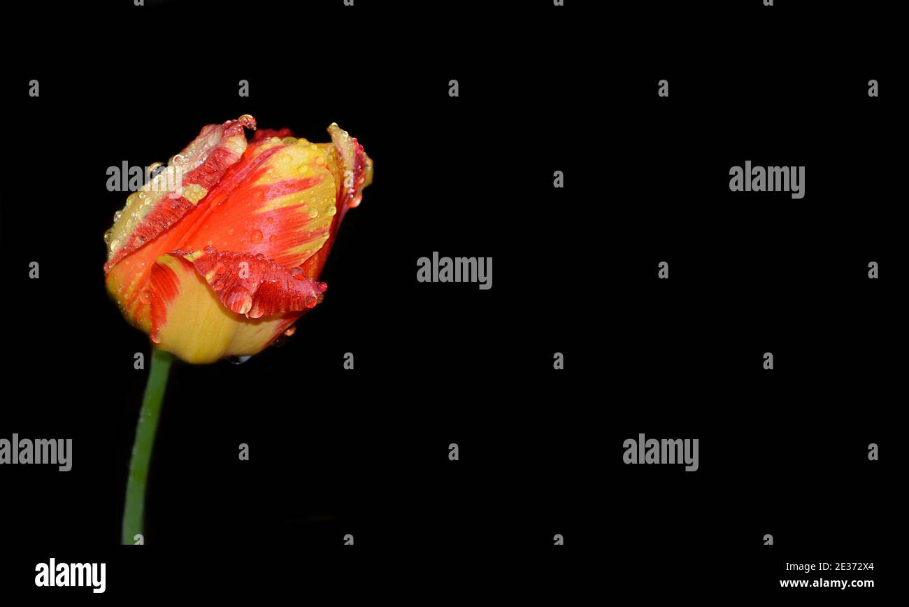 Tulipe rouge-jaune avec gouttes de pluie sur fond noir. Copier l'espace Banque D'Images