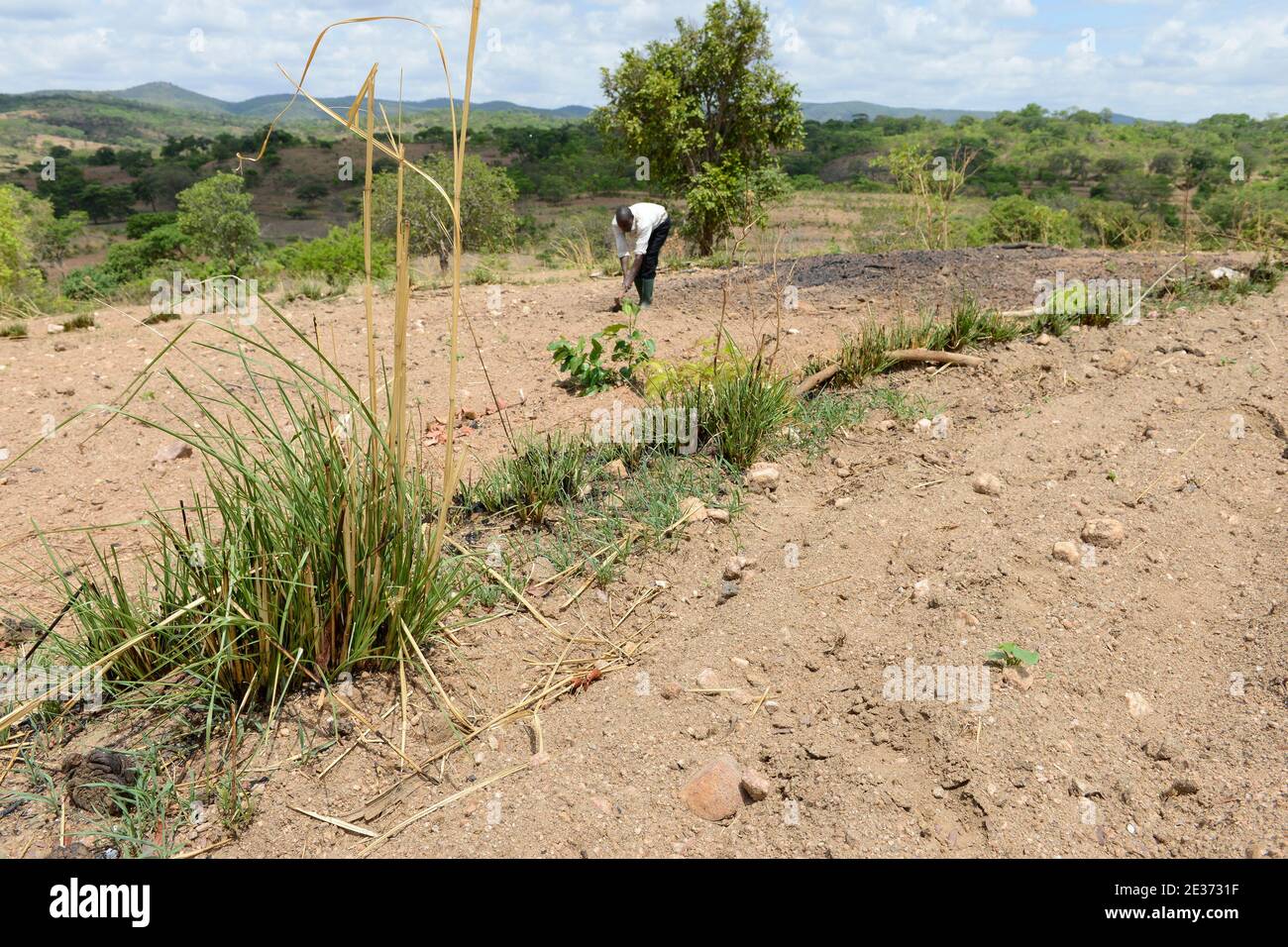 ZAMBIE, Sinazongwe, agriculture de contour, agriculture dans la région vallonnée, labourage le long des lignes de contour de colline et des rangées d'herbe pour la protection contre l'érosion / SAMBIA, Sinazongwe, Dorf Muziyo, agriculture de contour, Kontur Anbau ist die landwirtschaftliche Praxis des Pflanzens über einen Hang konentlang seiner Höhenturlinien. Die mit Bepplanzten, die Beratung und Vertrieb von Dienstleistungen in Zeiten starken Wasserablaufs verringert Banque D'Images