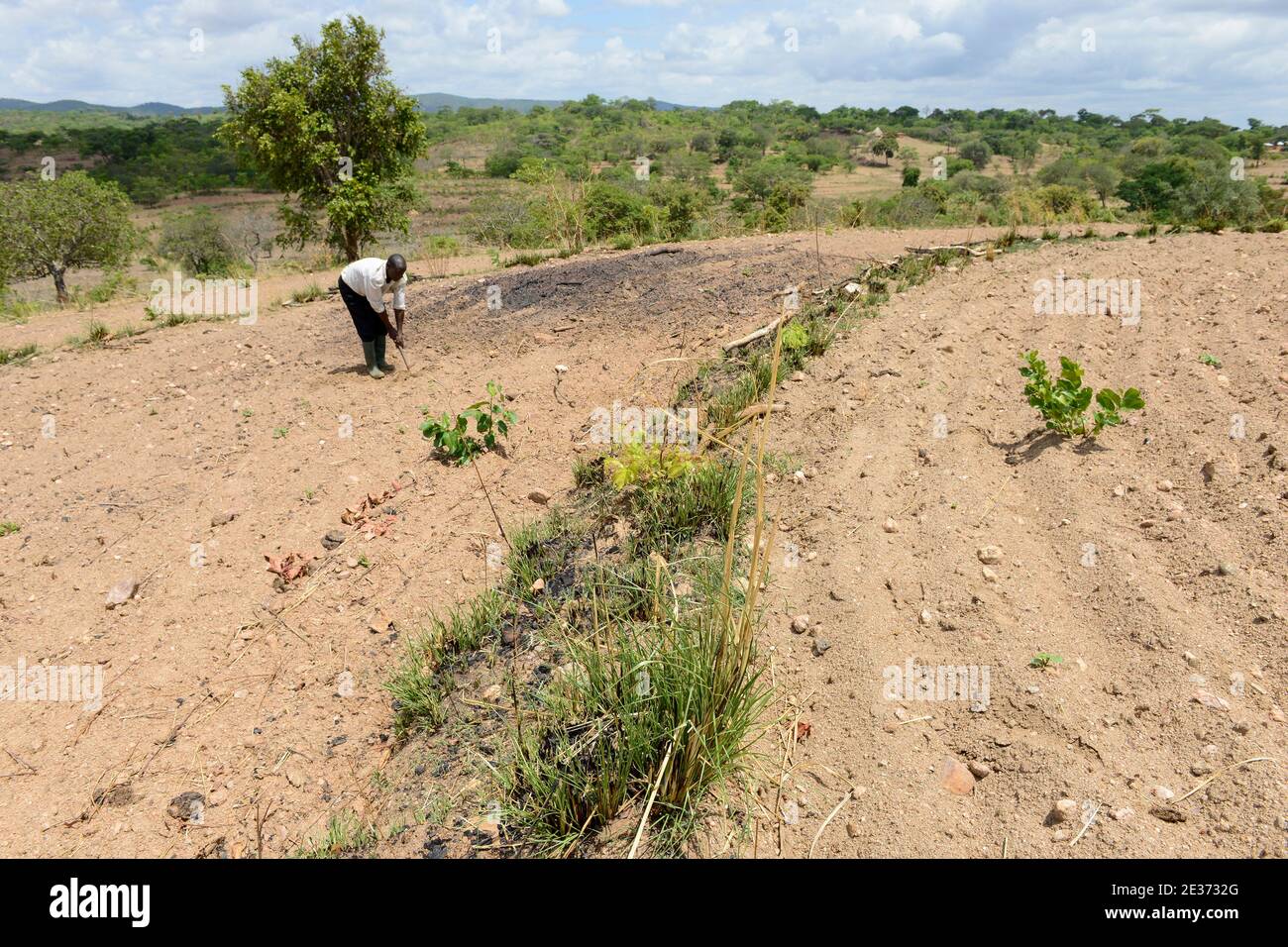 ZAMBIE, Sinazongwe, agriculture de contour, agriculture dans la région vallonnée, labourage le long des lignes de contour de colline et des rangées d'herbe pour la protection contre l'érosion / SAMBIA, Sinazongwe, Dorf Muziyo, agriculture de contour, Kontur Anbau ist die landwirtschaftliche Praxis des Pflanzens über einen Hang konentlang seiner Höhenturlinien. Die mit Bepplanzten, die Beratung und Vertrieb von Dienstleistungen in Zeiten starken Wasserablaufs verringert Banque D'Images