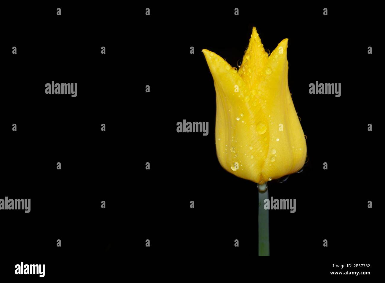 Tulipe jaune avec gouttes de pluie sur fond noir. Copier l'espace Banque D'Images