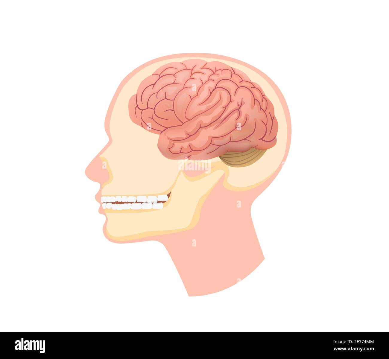 Illustration de la tête humaine de la structure anatomique. Crâne dans la section avec le cerveau et les muscles sous-mandibulaires dentaires. Illustration de Vecteur