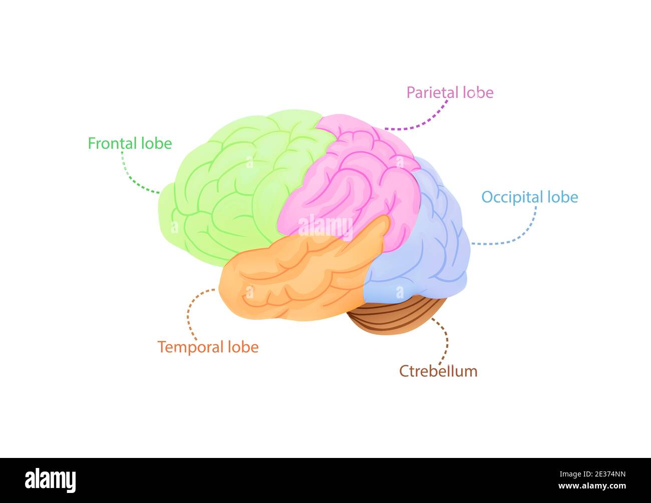 Illustration de la structure du cortex cérébral. Régions anatomiques colorées responsables de l'intelligence et du mouvement. Illustration de Vecteur Illustration de la structure du cortex cérébral. Régions anatomiques colorées responsables de l'intelligence et du mouvement. Illustration de Vecteur