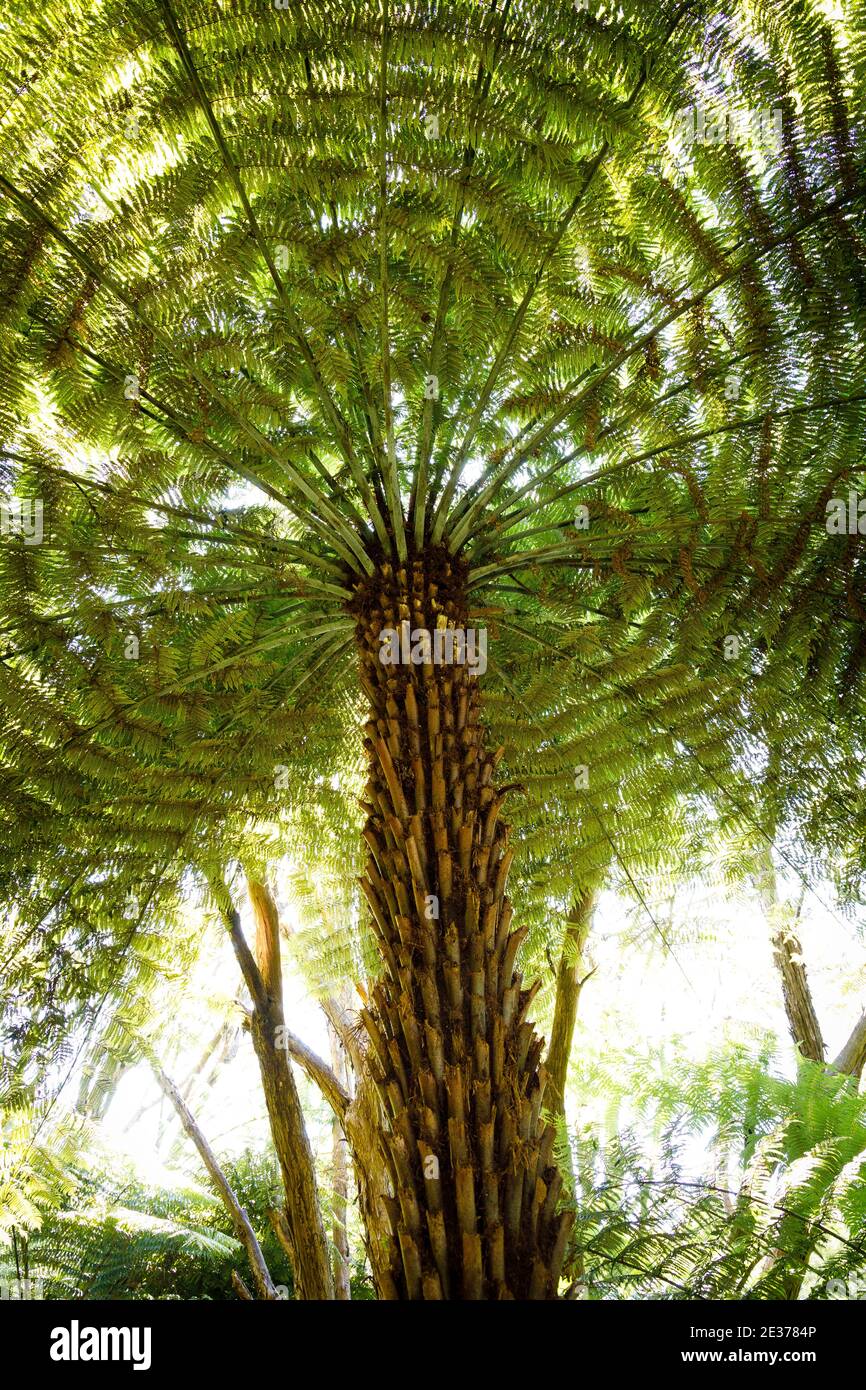 Une fougère d'arbres rugueuse, Dicksonia squarrosa, dans la réserve naturelle d'Abel Tasman, Île du Sud, Nouvelle-Zélande. Banque D'Images