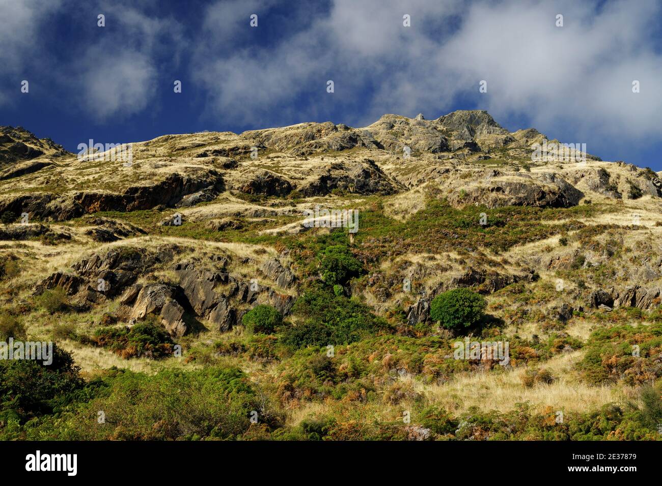 Les prairies ouvertes du col Haast sur la côte ouest de l'île du Sud, en Nouvelle-Zélande. Banque D'Images