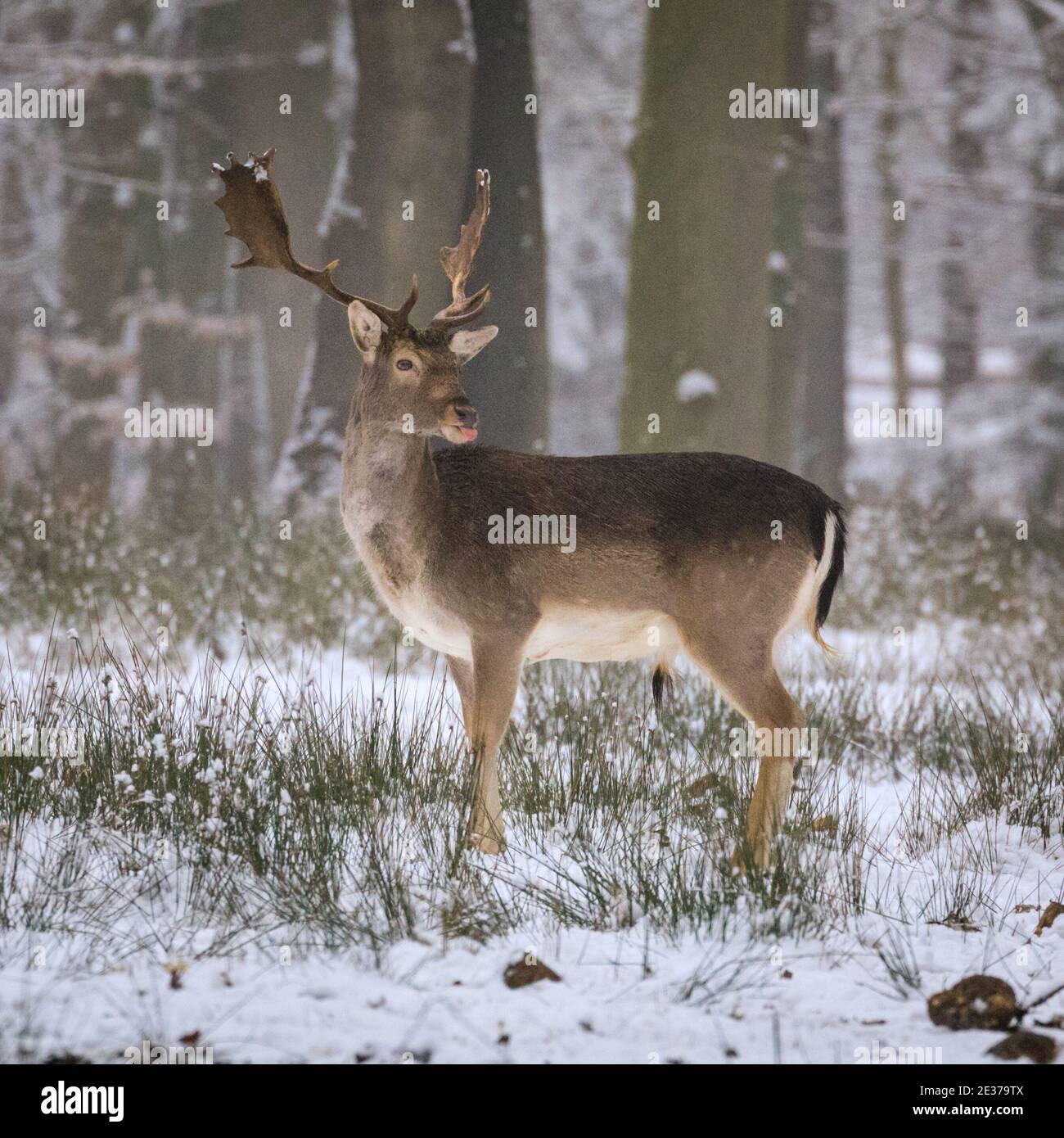 Duelmen, NRW, Allemagne. 17 janvier 2021. Un mâle (buck) se tient dans la neige. Un troupeau de cerfs de jachère (dama dama) recherche des aliments dans la neige fraîche à la réserve naturelle de Duelmen. Les éleveurs de forêts ont fourni des betteraves supplémentaires pour les grands herdes qui se déplacent librement dans les forêts et les bois. Credit: Imagetraceur/Alamy Live News Banque D'Images