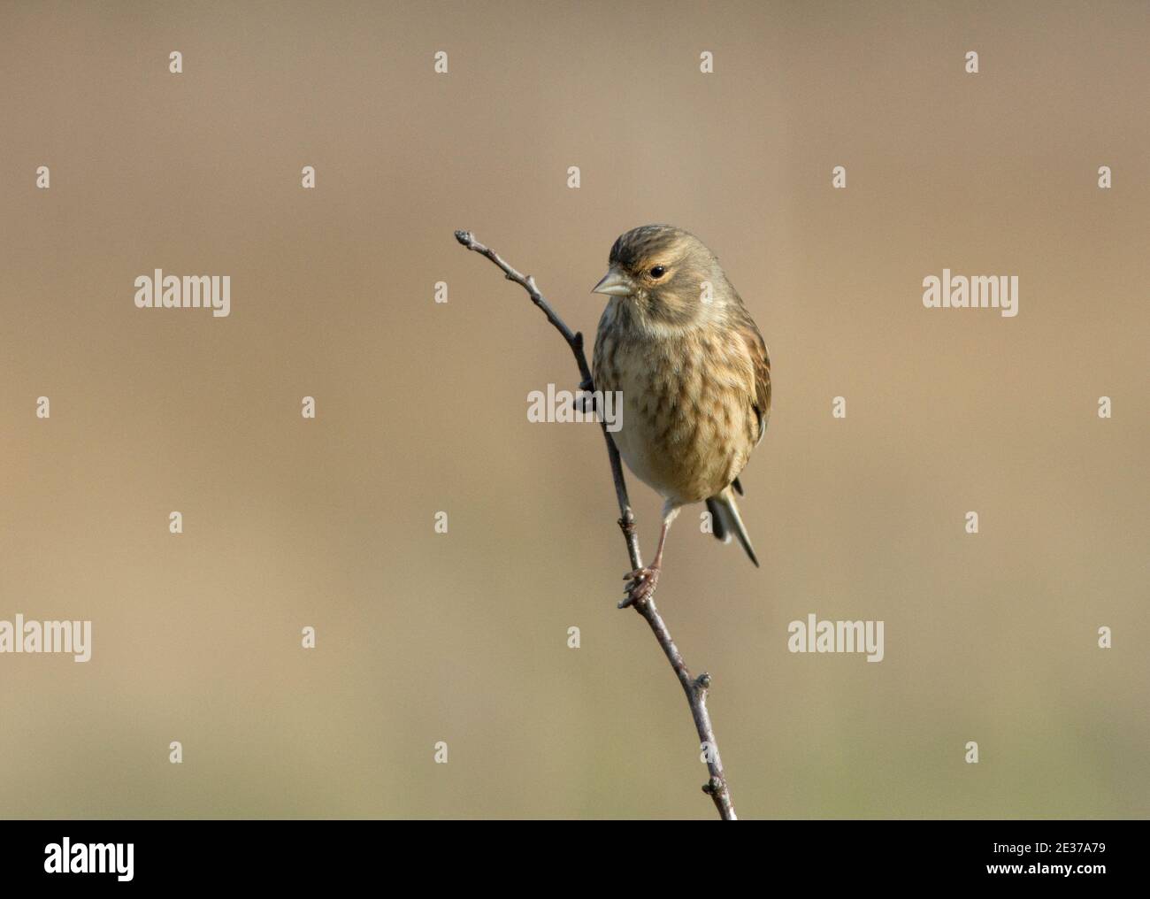 Linnet, Acanthis cannabina, perchée sur une branche en hiver dans la réserve naturelle Otmoor de la RSPB, Oxfordshire, 16 décembre 2017. Banque D'Images