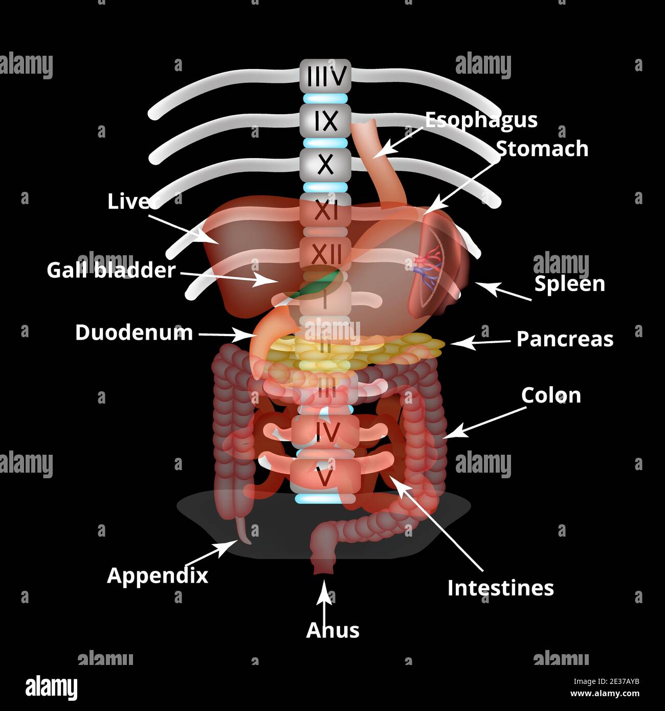 Structure anatomique des organes abdominaux. Rate, foie, vésicule biliaire,  estomac, intestins, côlon, pancréas. Illustration vectorielle Image  Vectorielle Stock - Alamy