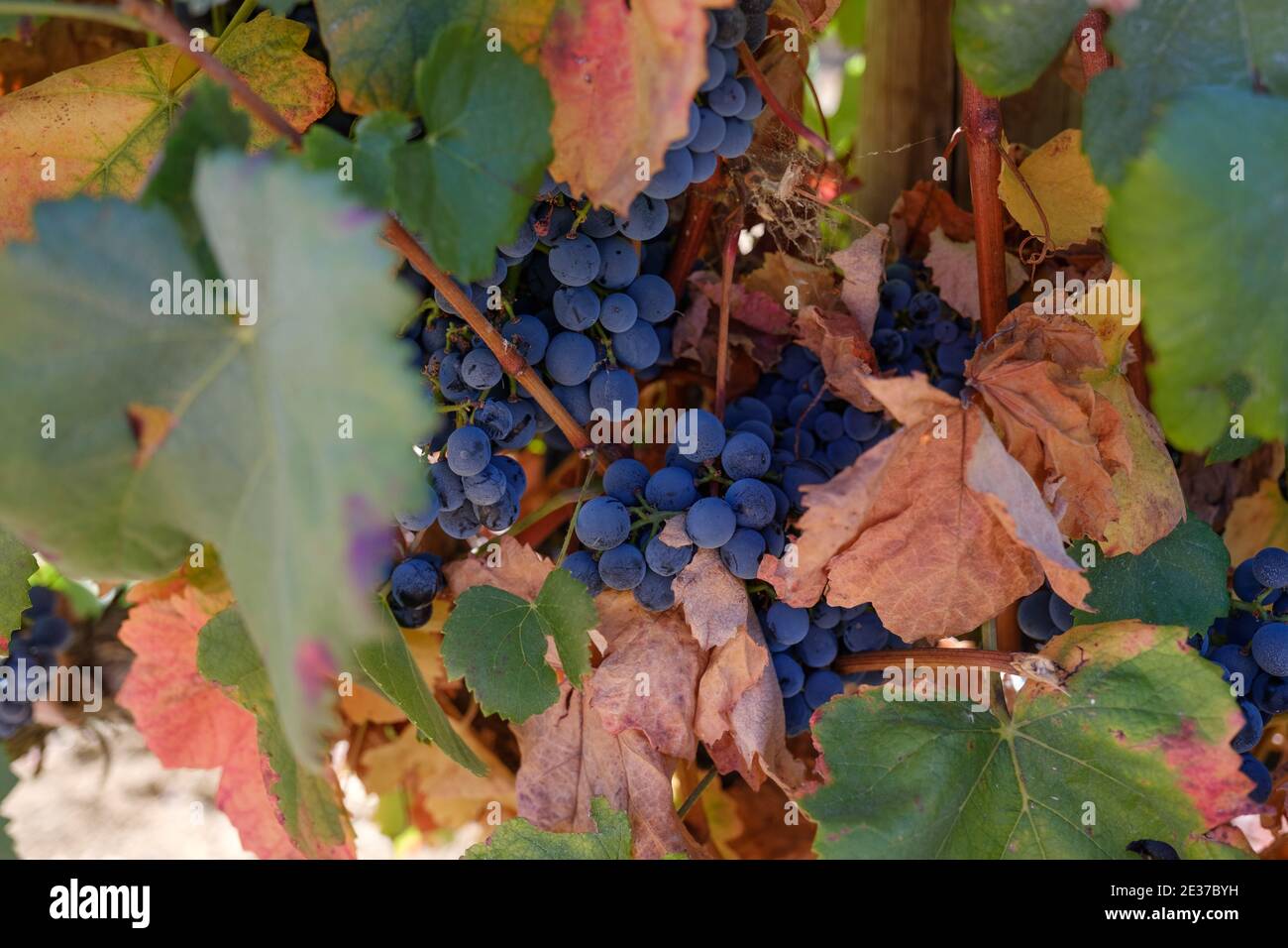 Vignes sur un vignoble dans la région de l'Alentejo au Portugal Banque D'Images