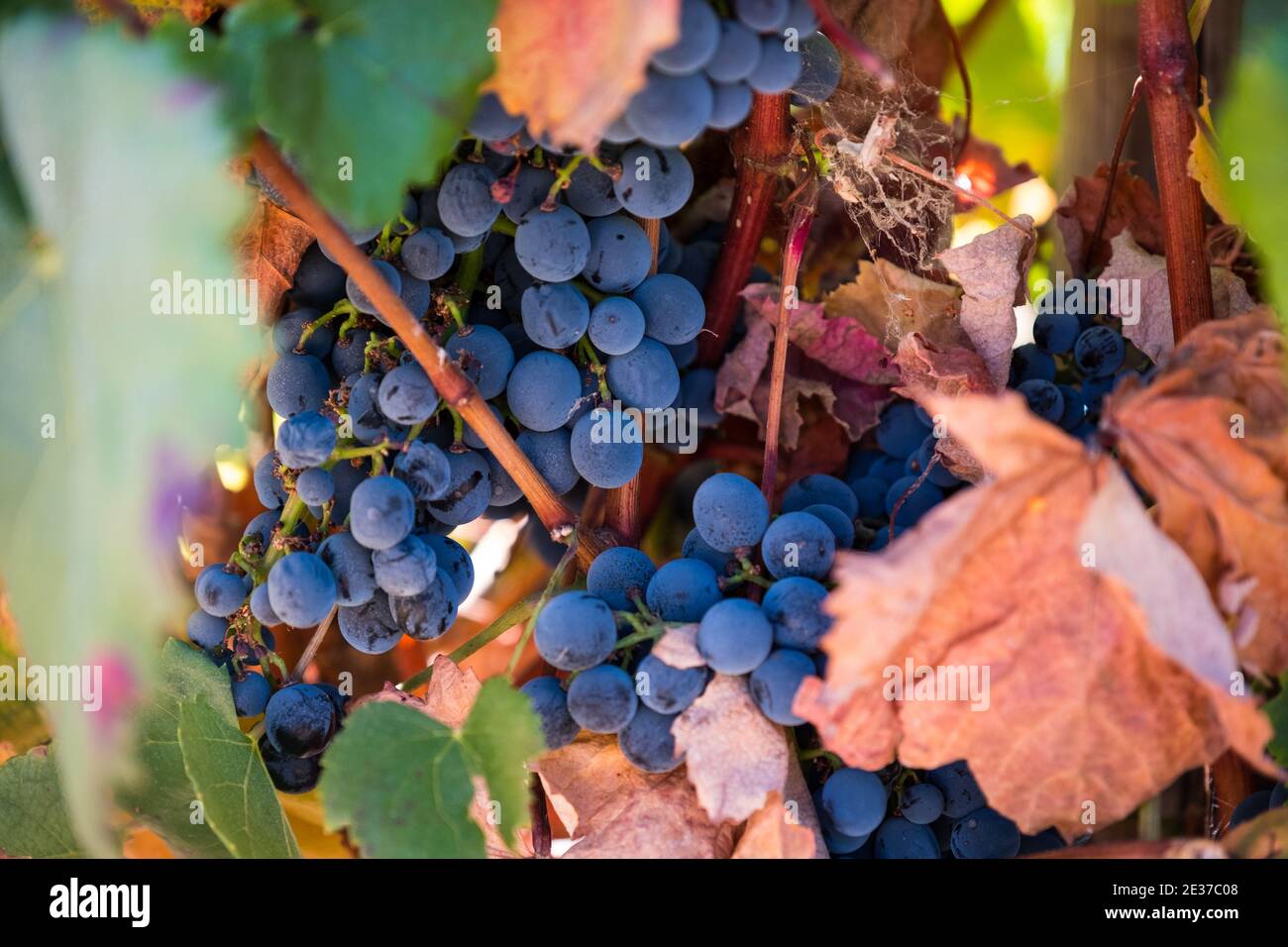 Vignes sur un vignoble dans la région de l'Alentejo au Portugal Banque D'Images