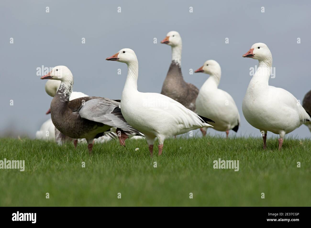 Oies des neiges ferrales, Anser caerulescens, au réservoir de Farmoor, Oxfordshire, 16 avril 2018. Banque D'Images