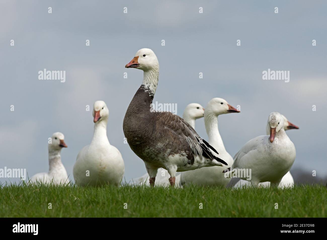 Oies des neiges ferrales, Anser caerulescens, au réservoir de Farmoor, Oxfordshire, 16 avril 2018. Banque D'Images