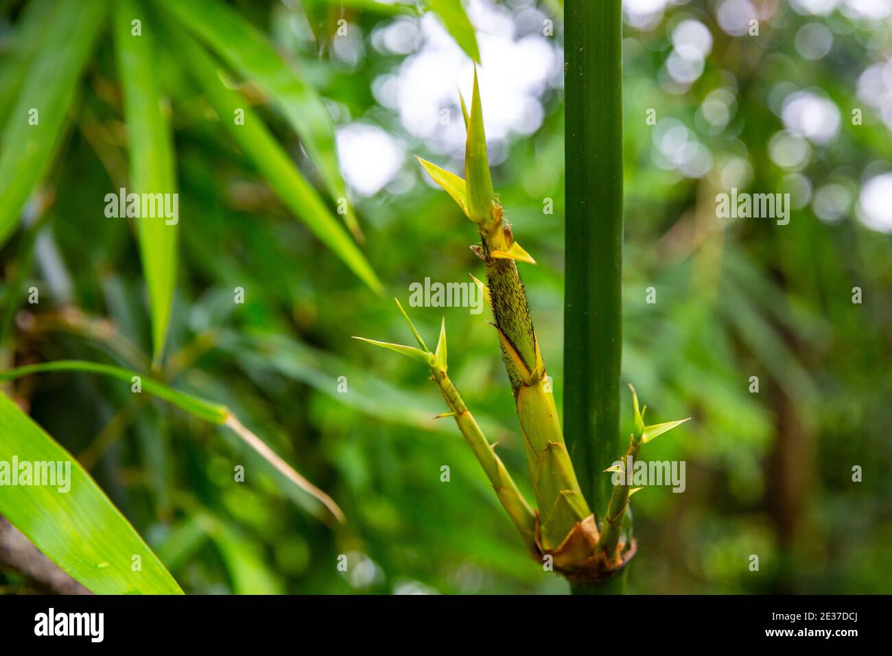 Pousse de bambou dans la nature de la forêt, Bangladesh Banque D'Images