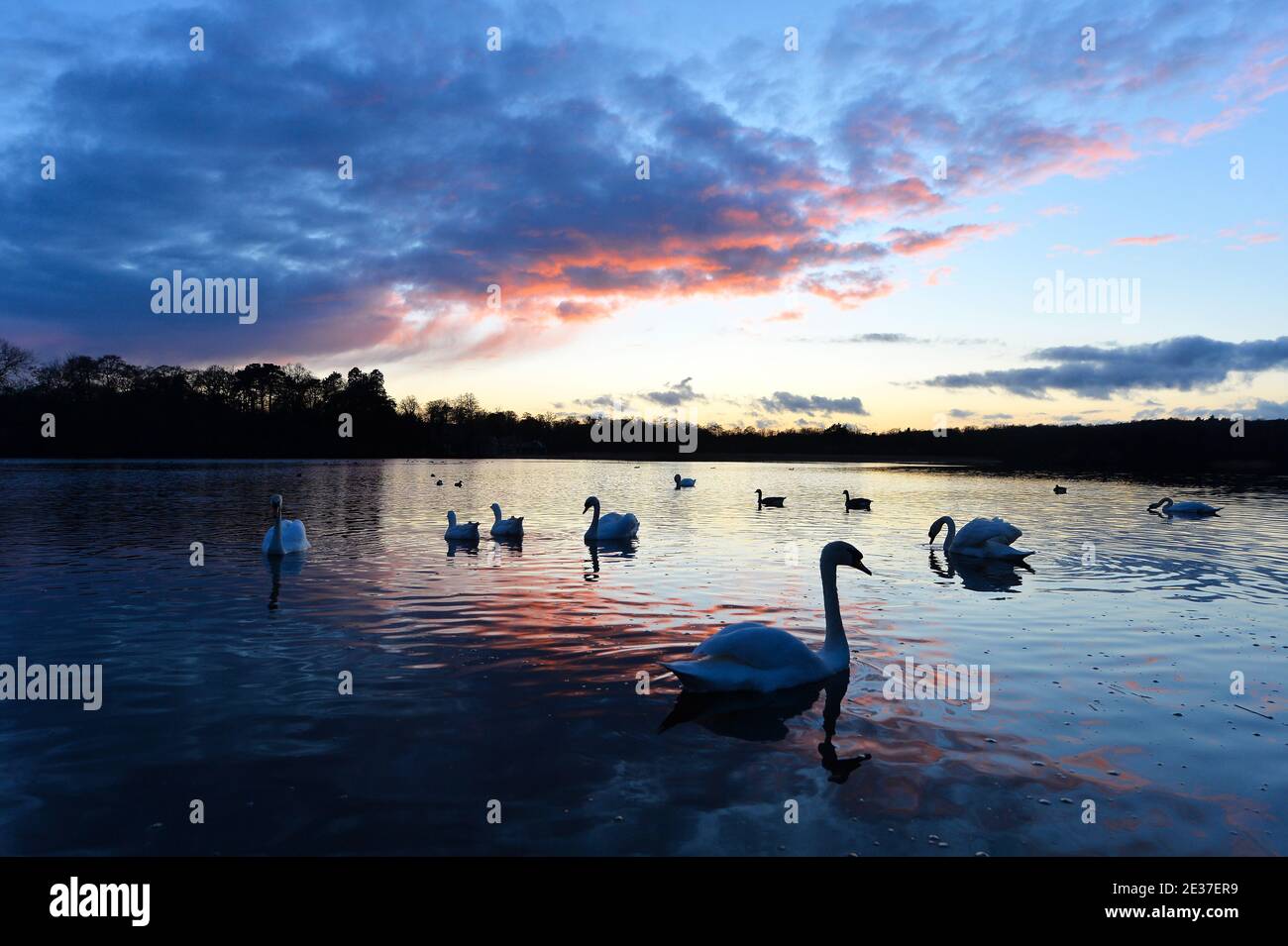 Un cygne au coucher du soleil à la piscine de Groby dans le Leicestershire Banque D'Images