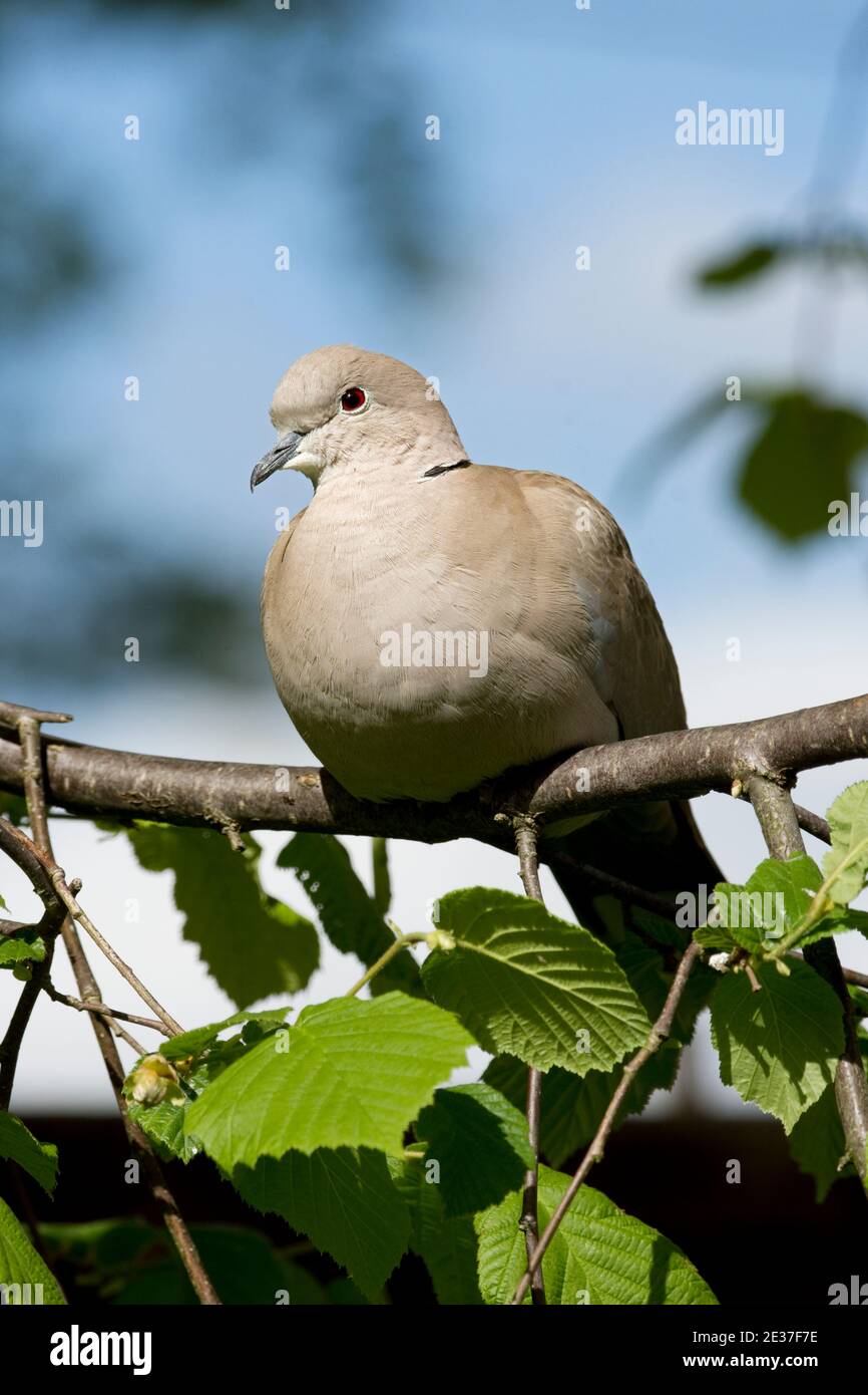 Collard Dove adulte, Streptopelia decaocto, perché sur la branche de Hazel Bush dans un jardin à Harwell, Oxfordshire, le 10 mai 2018. Banque D'Images