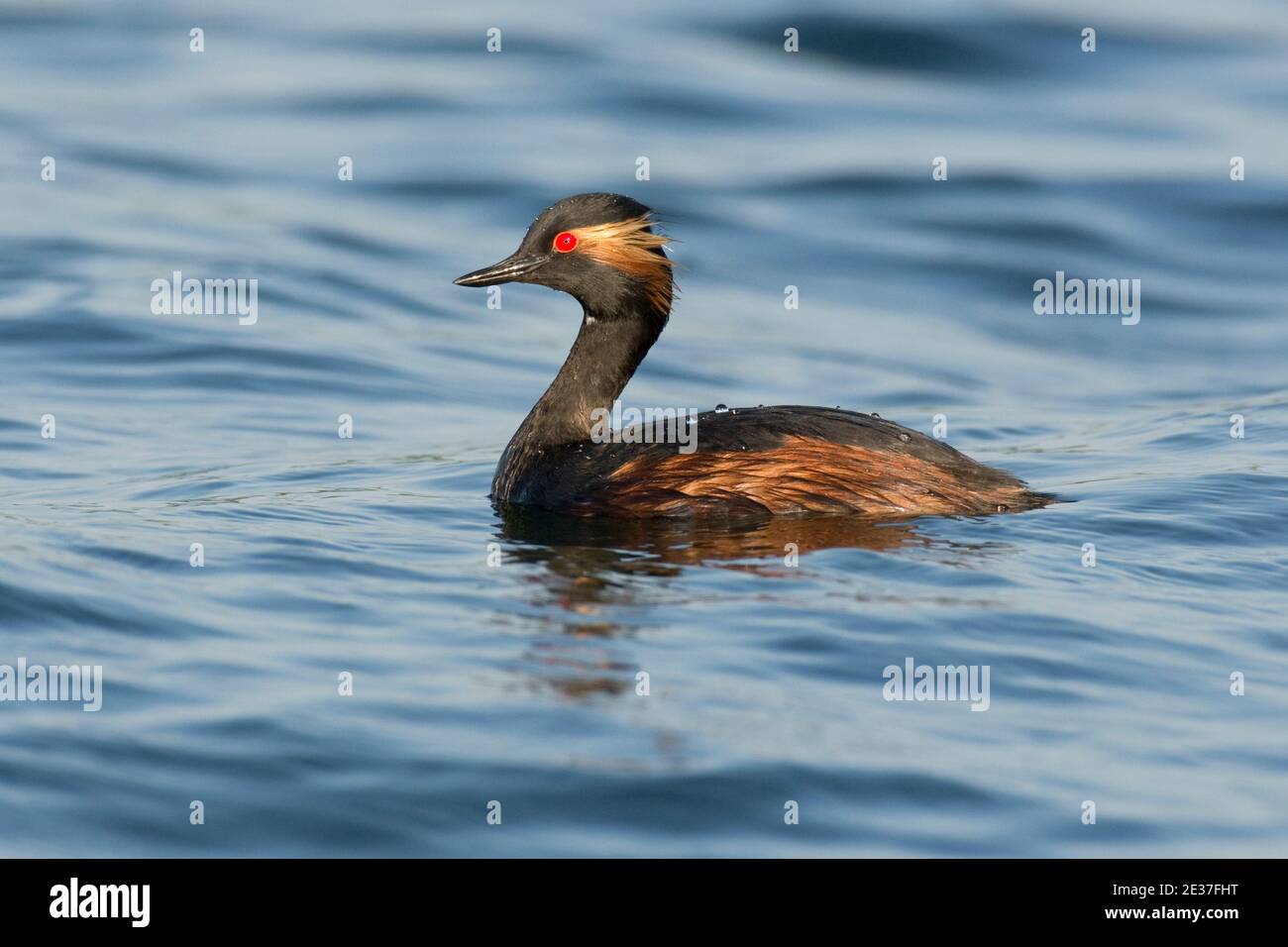 Été la Grebe à col noir, Podiceps nigricollis, sur le réservoir de Farmoor, Oxfordshire, 14 mai 2018. Banque D'Images