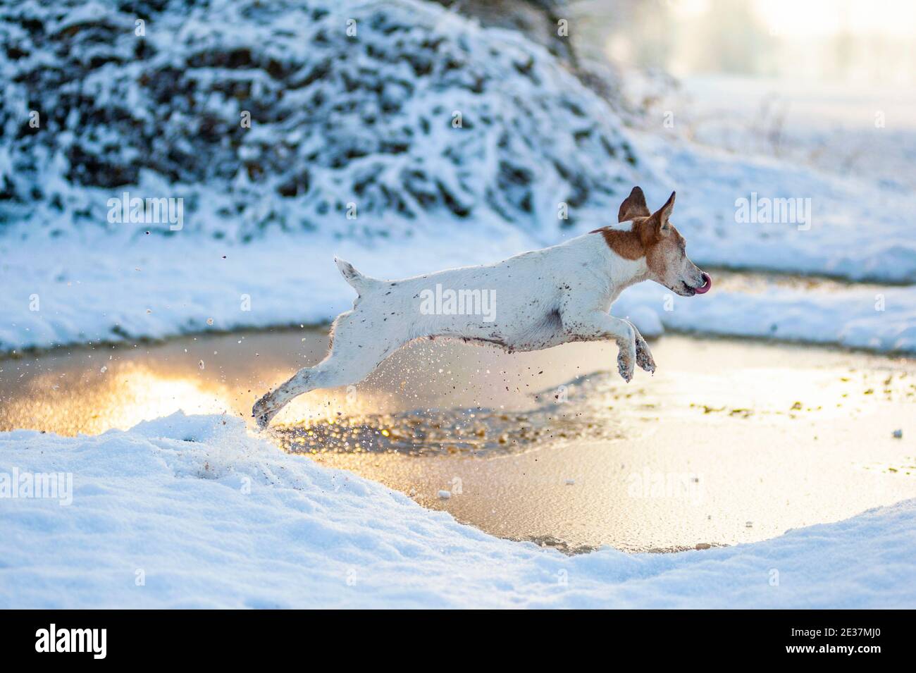 Jack Russell Terrier sautant au-dessus d'un étang glacé. Environnement enneigé, le soleil se réfléchit sur l'étang Banque D'Images