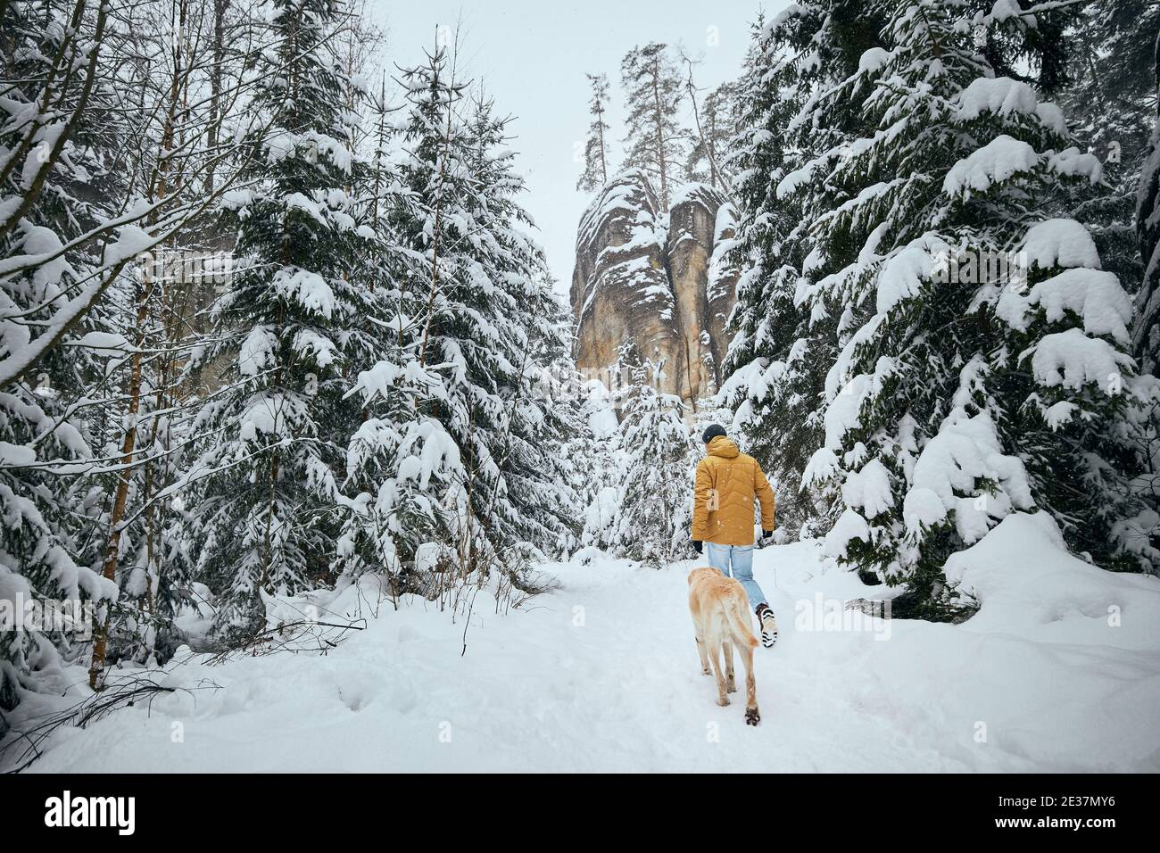Vue arrière d'un jeune homme avec un chien en hiver. Le propriétaire d'un animal avec son labrador Retriever marche dans une forêt enneigée. Banque D'Images