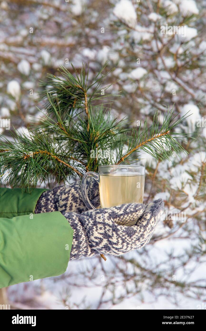 Pinède aiguille thé infusion dans verre transparent tasse à thé, personne avec style vintage mitaines tenue. Pins enneigés en arrière-plan, à l'extérieur. Banque D'Images