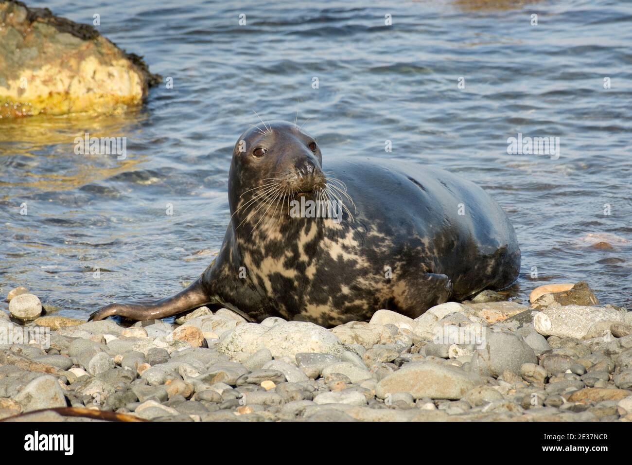 Le phoque gris de vache, Halichoerus grypus, débarque sur une plage de galets à Strumble Head, Pembrokeshire, pays de Galles, le 20 octobre 2018. Banque D'Images