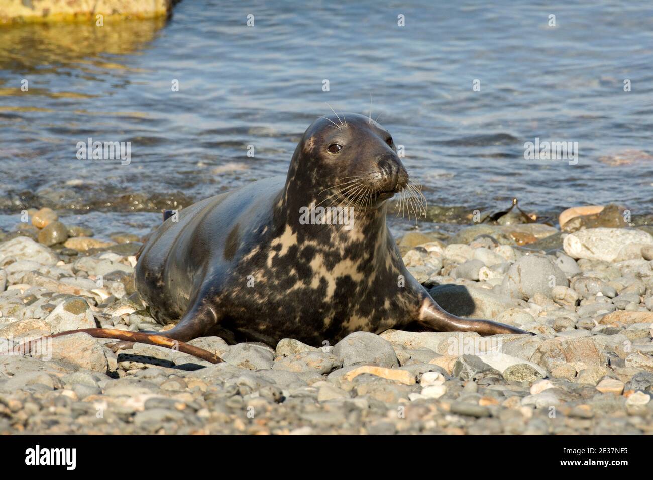 Le phoque gris de vache, Halichoerus grypus, débarque sur une plage de galets à Strumble Head, Pembrokeshire, pays de Galles, le 20 octobre 2018. Banque D'Images