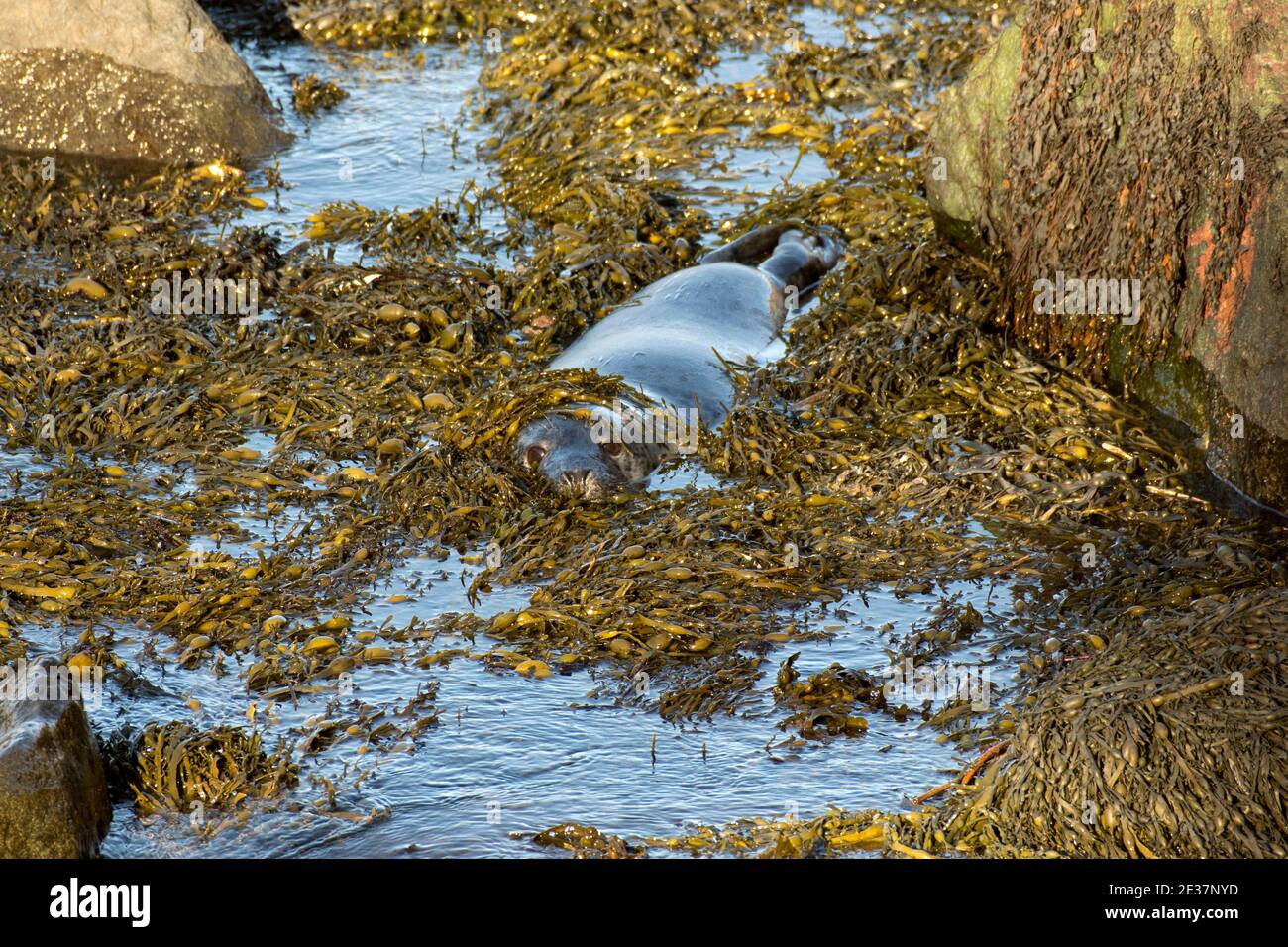 Jeune phoque gris, Halichoerus grypus, parmi les rochers et les mauvaises herbes marines sous le phare de Strumble Head, Pembrokeshire, pays de Galles, 20 octobre 2018. Banque D'Images